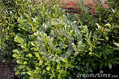 An evergreen shrub in front of a fence made of light wooden planks will improve the opacity of the street. protects the garden fro Stock Photo