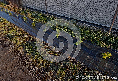 An evergreen shrub in front of a light wood wire fence will improve the opacity Stock Photo