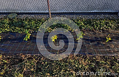 An evergreen shrub in front of a light wood wire fence will improve the opacity Stock Photo