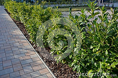 An evergreen shrub in front of a light wood wire fence will improve the opacity of the street. drip irrigation dispenses water int Stock Photo
