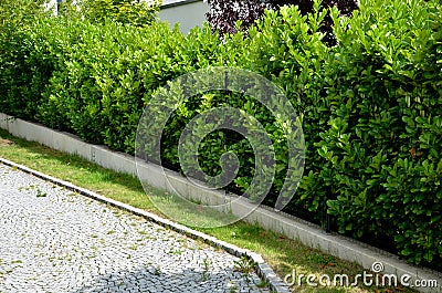 An evergreen shrub in front of a light wood wire fence will improve the opacity of the street. drip irrigation dispenses water int Stock Photo