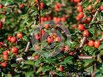 Evergreen shrub with small, glossy, dark green leaves and bright red fruits of bearberry cotoneaster Cotoneaster dammeri Stock Photo