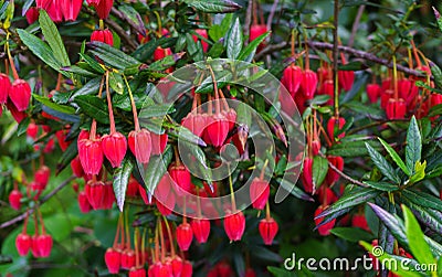 Evergreen shrub with stunning, bright red, unusually light pink flowers in spring and summer.Chili lantern tree Stock Photo