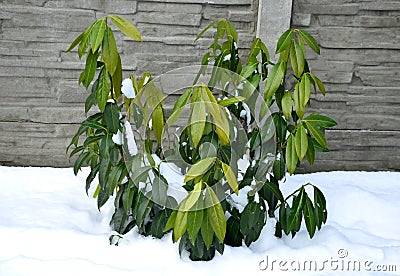 Evergreen shrubs often do not tolerate deep frosts. Very often young immature twigs and leaves freeze. the restriction manifests i Stock Photo