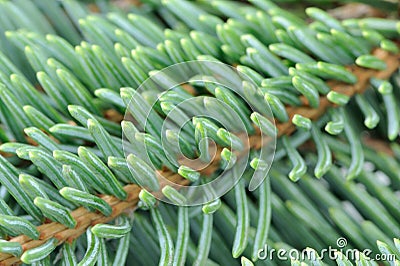 Evergreen Spruce Branches as Background Stock Photo