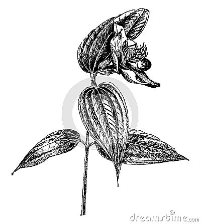 Evergreen, Tibouchina, Semidecandra, shrub, Brazil vintage illustration Vector Illustration