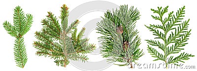 Evergreen tree branch set isolated on white. Coniferous plants Stock Photo