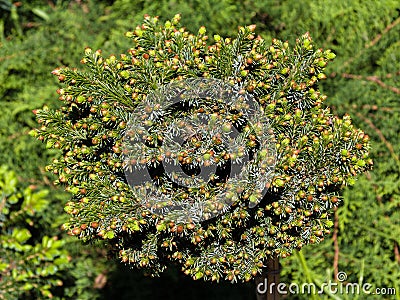 Evergreen tree branch with small bumps of young fir-needles closeup Stock Photo