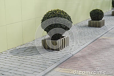 Evergreen tree Buxus in pot at the light green building Stock Photo