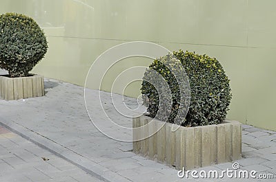 Evergreen tree Buxus in pot at the light green building Stock Photo