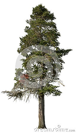 Cut out pine tree. Spruce isolated Stock Photo