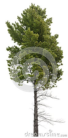 Cut out pine tree. Spruce isolated Stock Photo