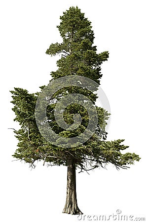 Cut out pine tree. Spruce isolated Stock Photo