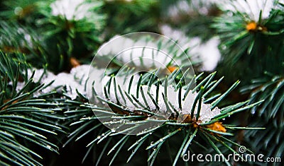 Evergreen tree with snow Stock Photo