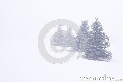 Evergreen Trees In Fog Stock Photo