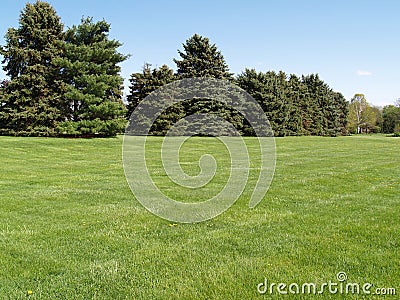 Evergreen trees by a green lawn Stock Photo