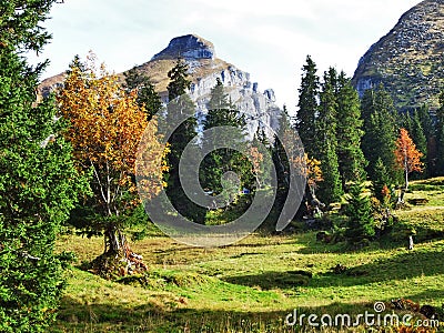 Evergreen trees on the plateau beneath the mountain ranges Churfirsten Stock Photo