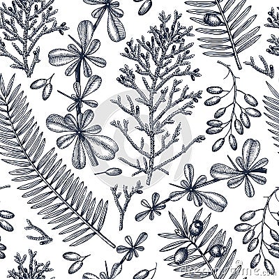 Evergreen trees seamless pattern. Vintage Christmas background. Vector design with botanical elements - barberry, yew, cypress. Vector Illustration