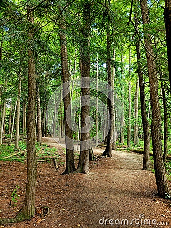 In the Middle of Strasburg Woods Stock Photo