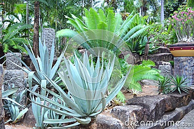 Agaves in a tropical garden Stock Photo