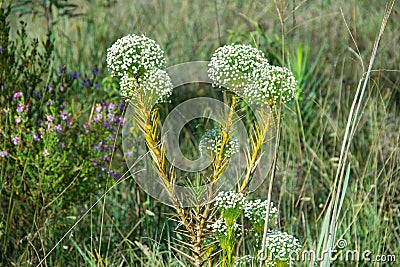 Everlasting flowers Sempre Viva Stock Photo