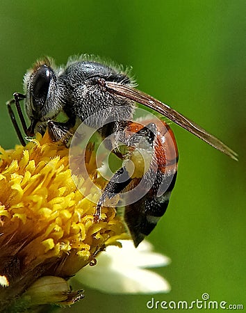 every morning worker bees collect nectar on my terrace Stock Photo