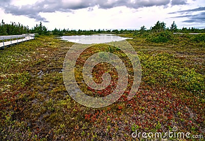 red bogs in New Brunswick Stock Photo