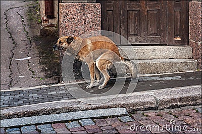 Everyday life of a dog Stock Photo