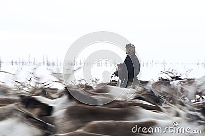 Everyday life of Russian aboriginal reindeer herders in the Arctic. Editorial Stock Photo