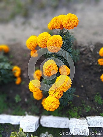 Everyone knows , its a beautiful Budds of flowers . I love its fragrance , color .... Stock Photo