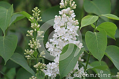 White on green. Beauty of nature Stock Photo