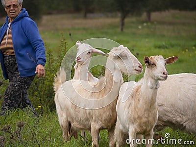 Evia Island, Greece. December 2020: A female shepherd grazes goats in a meadow in an olive garden on the Greek island of Evia in G Editorial Stock Photo