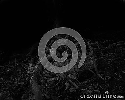 Evil tree roots in a dark forest Stock Photo