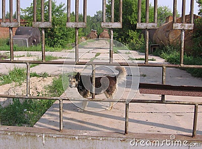 An evil watchdog on a chain on the street guards an abandoned industrial area behind a closed gate Stock Photo