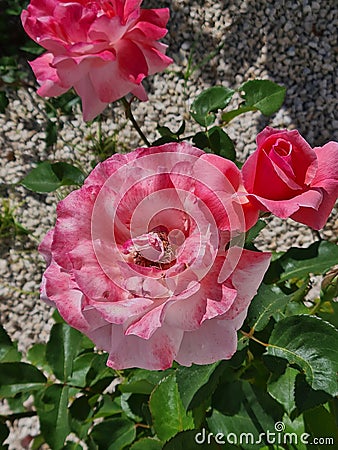 closeup of Rosa Rosa cinese o Rosa chinensis Stock Photo