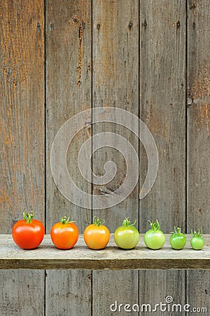 Evolution of red tomato - maturing process of the fruit Stock Photo