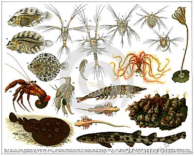 Evolutionary development of marine animals. Editorial Stock Photo
