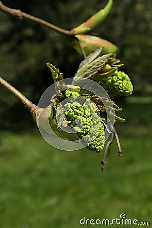 Evolving spring flower buds and leaves on branch tip of Silver Maple tree Stock Photo