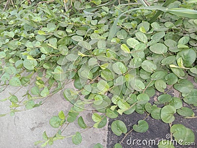 Evolvulus nummularius plant on garden Stock Photo