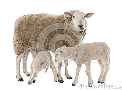 A Ewe with her two lambs, one is suckling Stock Photo