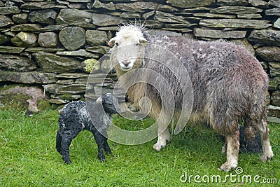 Ewe and new-born lamb, Coniston Stock Photo