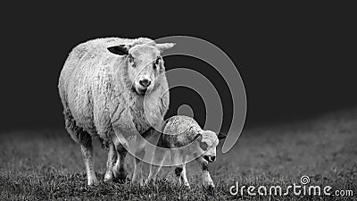 Ewe with a new born lamb Stock Photo