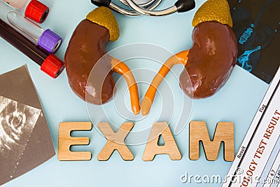 Examination in nephrology kidney, renal exam and endocrinology adrenal, suprarenal gland. Anatomy model of kidney with adrenal Stock Photo