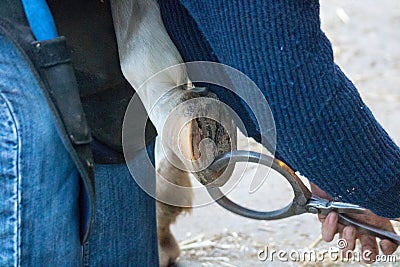 Examine sick horse by looking at and treating the hooves Stock Photo