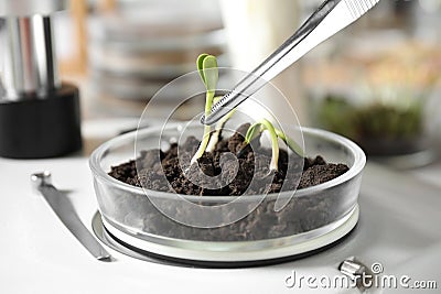 Examining soil with sprouted seeds in laboratory. Phytopathological testing of plants Stock Photo