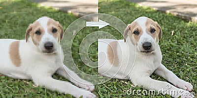 Example of AI Photo upscaling technology - A pixelated picture of a puppy on the left, and the the enhanced version on the right Stock Photo