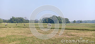 Example of mixed agriculture in madhubani India Stock Photo