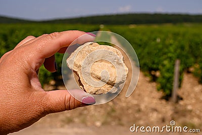 Example of terres blanches clay-limestone white soils on vineyards around Sancerre wine making village, rows of sauvignon blanc Stock Photo