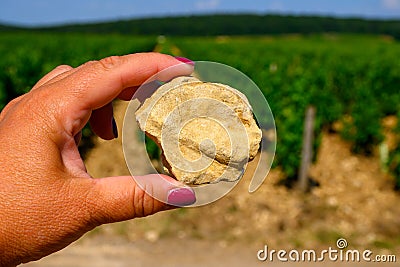 Example of terres blanches clay-limestone white soils on vineyards around Sancerre wine making village, rows of sauvignon blanc Stock Photo