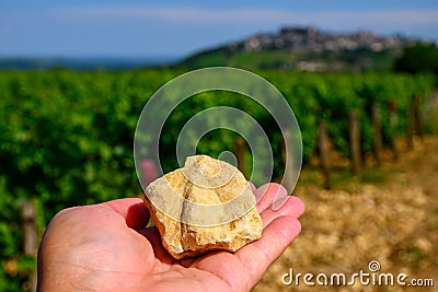 Example of terres blanches clay-limestone white soils on vineyards around Sancerre wine making village, rows of sauvignon blanc Stock Photo